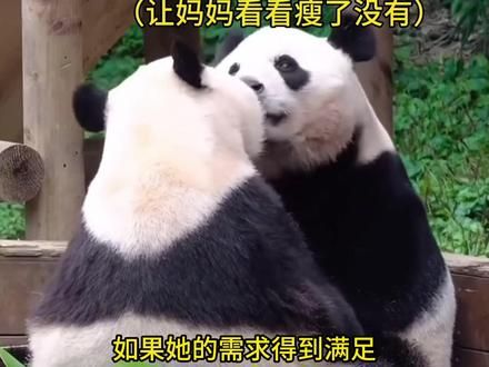 原来福宝频繁打滚是想进入内室休息#大熊猫福宝 #福宝 #福宝和徐奶爸 #福宝日常 #萌宠出道计划