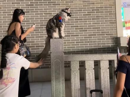 坡子街的灰猫警长真的太酷啦,不来打卡都不算来了长沙#缅因猫 #长沙网红猫皮卡丘 #萌宠出道计划