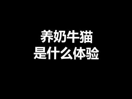 养奶牛猫吗?包神经病的那种!#奶牛猫 #奶牛猫就是神经猫 #萌宠出道计划