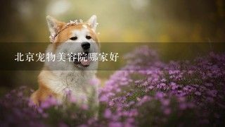 北京宠物美容院哪家好