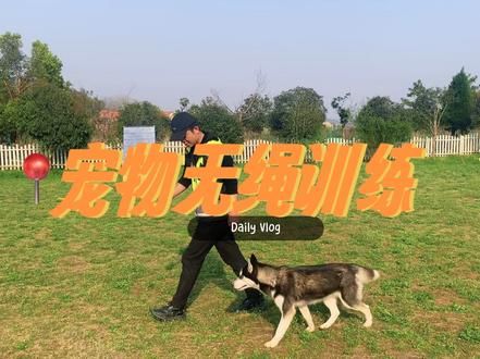 宠物无绳训练 一只解放双手的二哈外出遛狗还是要注意人宠安全，牵绳遛放 #宠物训练 #宠物寄养 #宠物正向训练 #武汉贝米宠物乐园 #武汉贝米宠物乐园刘教练