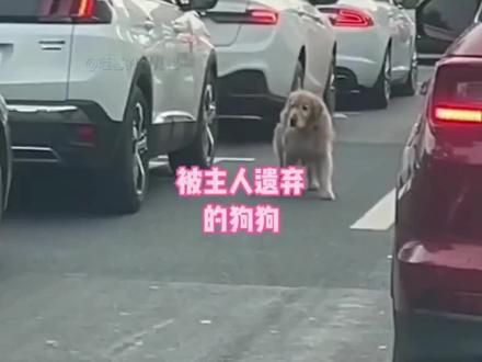 一旦选择，请一生负责#狗是人类最忠诚的朋友 #领养狗狗