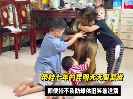 带娃七年的昆明犬天哥离世，即便猝不及防铲屎官却依旧笑着送别！ #昆明犬 #动物的迷惑行为 #护卫犬 #大型犬的温柔 #不养狗不知道养狗的乐趣