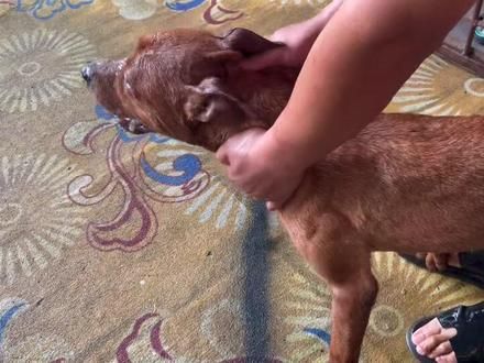脾气不好啊！#比特犬 #比特精神 #比特犬在中国