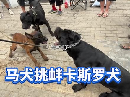马犬挑衅卡斯罗犬，母狗保护公狗，真是滑稽可笑#猛犬 