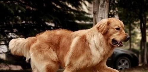 如何训练金毛的服从性（以宠物为主，打造温顺的金毛犬）