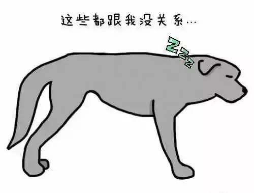狗狗尾巴的１１种形态和摆法，你知道它们在想什么吗？快来看...