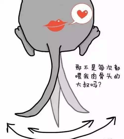 狗狗尾巴的１１种形态和摆法，你知道它们在想什么吗？快来看...