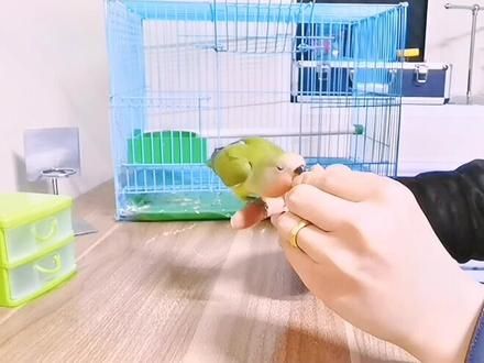 第31集：训鸟教程#训鸟 #训鸟教程 #训鸟高手 #小宠 #鹦鹉 #手养鹦鹉 #牡丹鹦鹉 @抖音小助手
