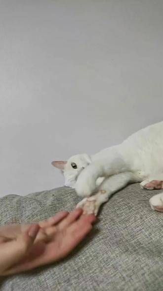 有多让人喜爱 记录猫咪日常 小咪能驱散你一天的疲惫 嘿嘿…