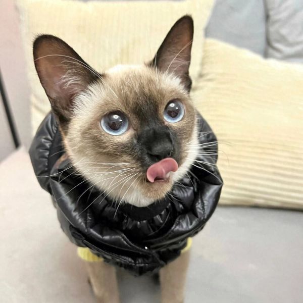 暹罗猫价格多少钱一只？附饲养暹罗猫注意事项