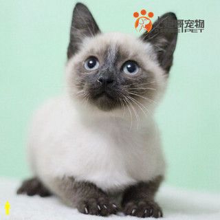 土炮哥 活体宠物暹罗猫