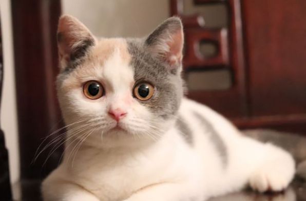 三花猫配种颜色表 
