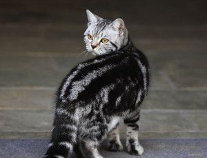 美国银虎斑猫