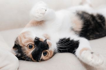 加菲猫名字