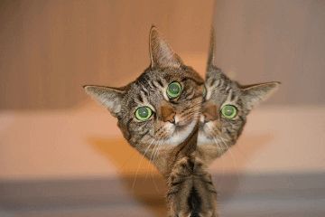 加菲猫名字