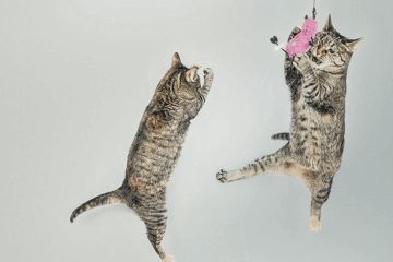 加菲猫名字