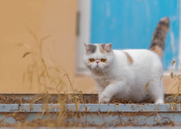 加菲猫价格多少钱一只？不同加菲猫价格一览