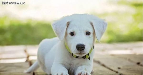 狗狗眼睛的奥秘（了解宠物眼睛保健的重要性）
