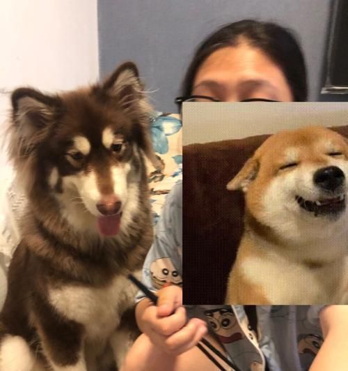 狗狗眼睛的奥秘（了解宠物眼睛保健的重要性）