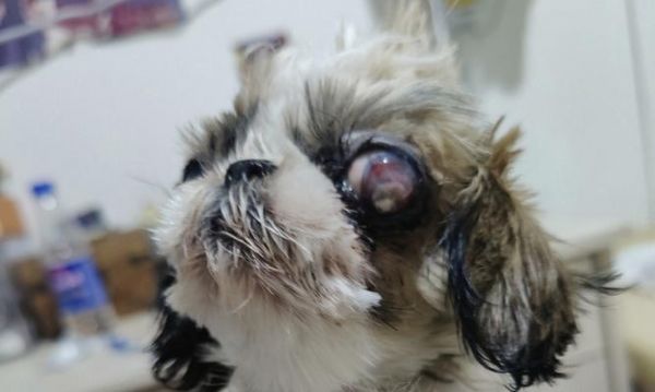 如何清洁狗狗的眼睛？（宠物眼睛保健指南，预防眼部感染）