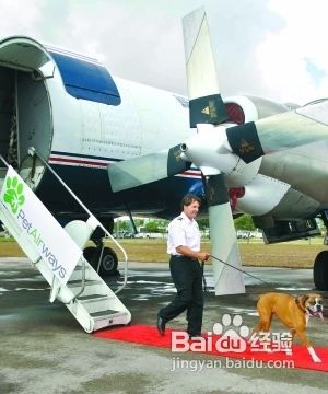 怎么把宠物带到飞机上？