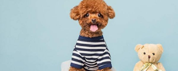 泰迪的特点 泰迪犬有什么特性