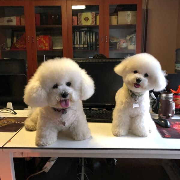 白色泰迪和比熊的区别，二种犬的优缺点与差异介绍