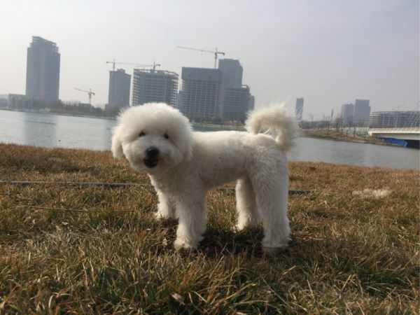 白色泰迪和比熊的区别，二种犬的优缺点与差异介绍