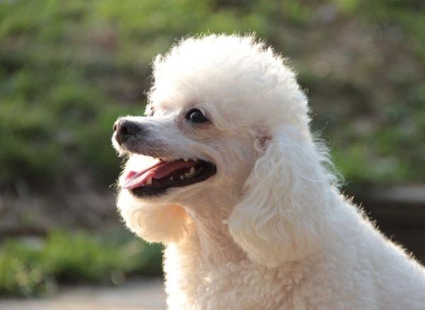白色泰迪和比熊的区别，二种犬的优缺点与差异介绍