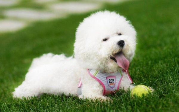白色泰迪和比熊的区别，二种犬的优缺点与差异介绍