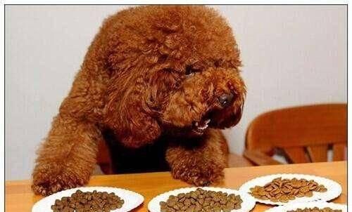 训练泰迪捡东西的技巧（以宠物为主，让泰迪成为你的贴心小助手）