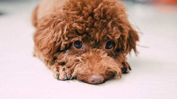 泰迪狗多少钱一只?含各省会地区参考价一览!