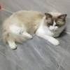 我有一只布偶猫,长的很漂亮,但是媳妇怀孕了