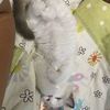 我有一只布偶小奶猫,找领养