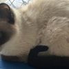 暹罗猫求领养