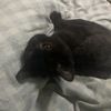 猫咪领养