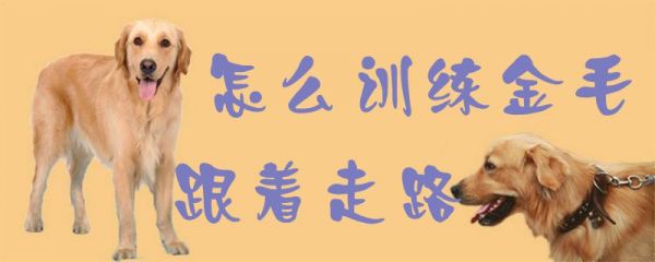 怎么训练金毛跟着走路