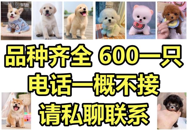 六百一只丨电话一概不接·600一只丨电话一概不接丨请私聊联系