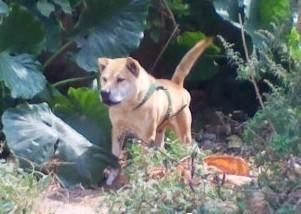 猎狗基础训练的理念和基础方法