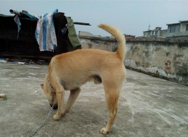猎狗基础训练的理念和基础方法