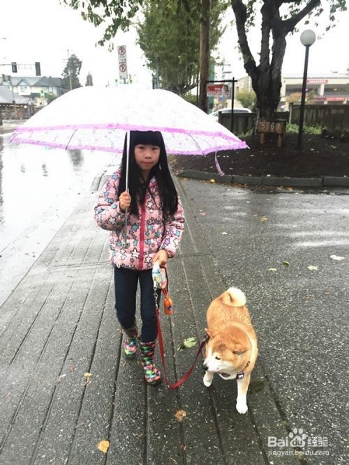 如何训练小狗大小便