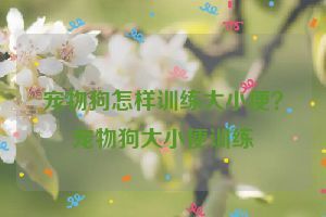 宠物狗怎样训练大小便？宠物狗大小便训练