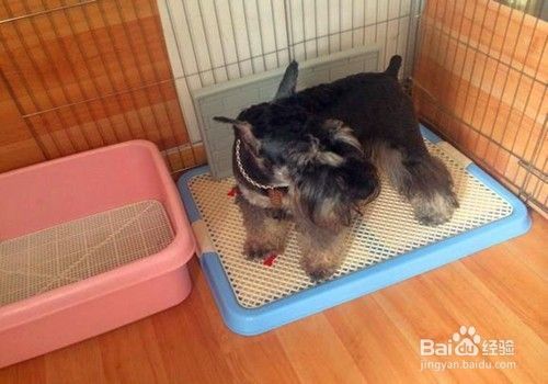 狗狗怎么训练定点大小便 怎么让狗狗去厕所