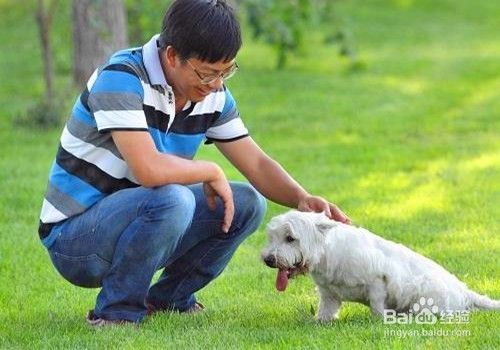 狗狗怎么训练定点大小便 怎么让狗狗去厕所