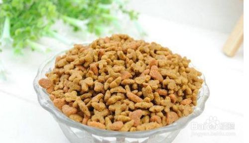 如何减轻小猫应激反应