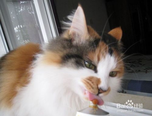 如何减轻小猫应激反应
