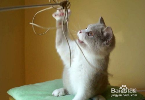 如何减轻小猫应激反应