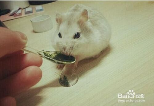 仓鼠糖尿病有什么症状？怎么办？