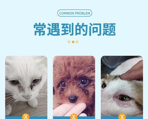 宠物猫咪产生流血，该怎么办（紧急情况下的急救措施和常见问题解答）